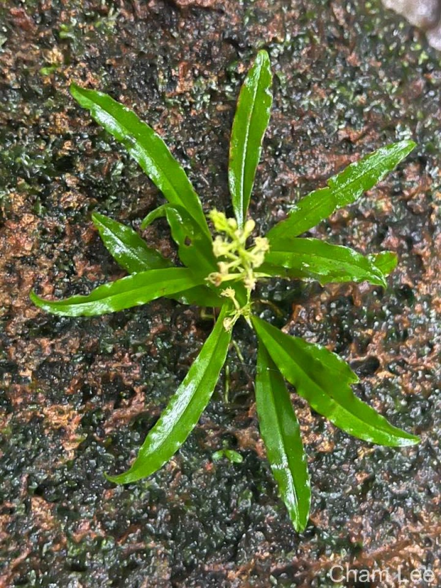 Malaxis thwaitesii Bennet